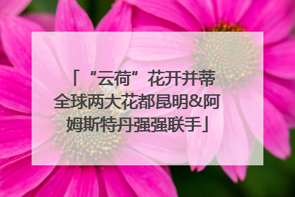 “云荷”花开并蒂 全球两大花都昆明&阿姆斯特丹强强联手