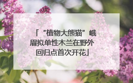“植物大熊猫”峨眉拟单性木兰在野外回归点首次开花