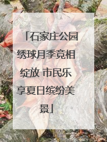 石家庄公园绣球月季竞相绽放 市民乐享夏日缤纷美景