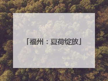 福州：夏荷绽放