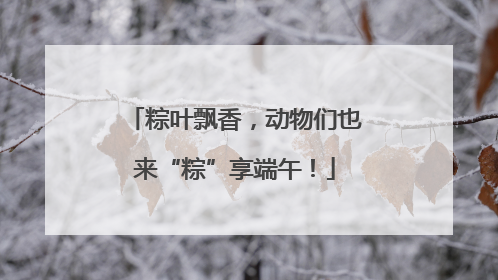 粽叶飘香，动物们也来“粽”享端午！