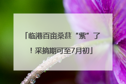 临港百亩桑葚“紫”了！采摘期可至7月初