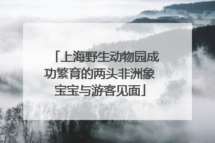 上海野生动物园成功繁育的两头非洲象宝宝与游客见面