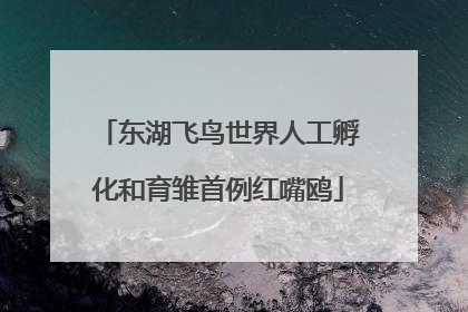 东湖飞鸟世界人工孵化和育雏首例红嘴鸥