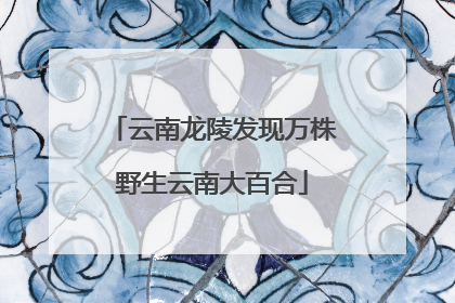 云南龙陵发现万株野生云南大百合