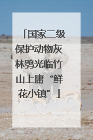 国家二级保护动物灰林鸮光临竹山上庸“鲜花小镇”