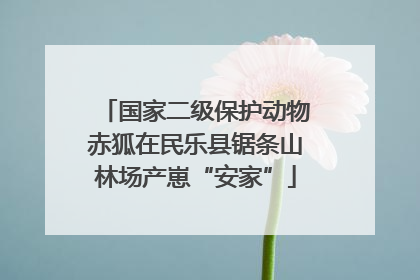 国家二级保护动物赤狐在民乐县锯条山林场产崽“安家”