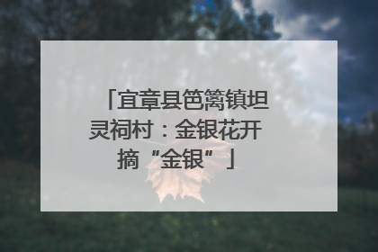 宜章县笆篱镇坦灵祠村：金银花开摘“金银”