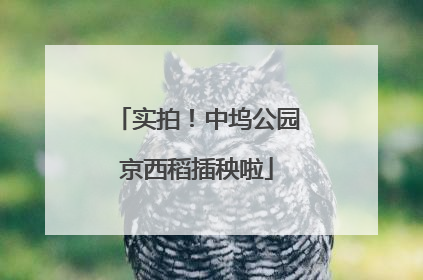 实拍！中坞公园京西稻插秧啦