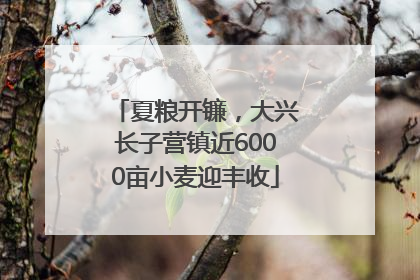 夏粮开镰，大兴长子营镇近6000亩小麦迎丰收