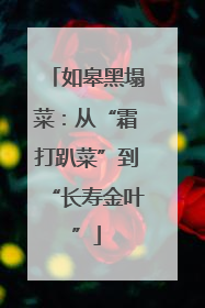 如皋黑塌菜：从“霜打趴菜”到“长寿金叶”