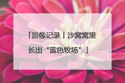 影像记录丨沙窝窝里长出“蓝色牧场”