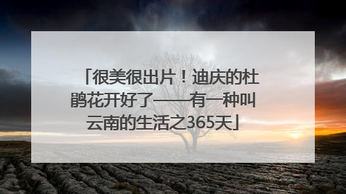 很美很出片！迪庆的杜鹃花开好了——有一种叫云南的生活之365天