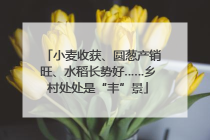 小麦收获、圆葱产销旺、水稻长势好……乡村处处是“丰”景