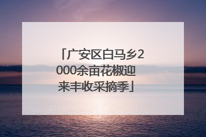 广安区白马乡2000余亩花椒迎来丰收采摘季