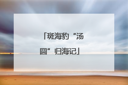 斑海豹“汤圆”归海记