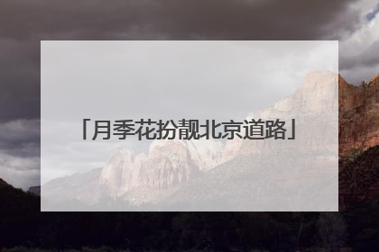月季花扮靓北京道路