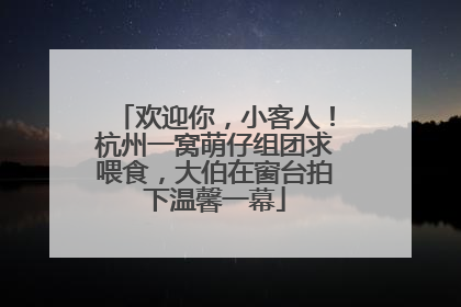 欢迎你，小客人！杭州一窝萌仔组团求喂食，大伯在窗台拍下温馨一幕