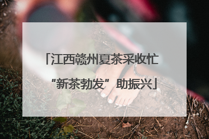 江西赣州夏茶采收忙 “新茶勃发”助振兴
