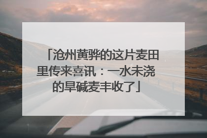 沧州黄骅的这片麦田里传来喜讯：一水未浇的旱碱麦丰收了