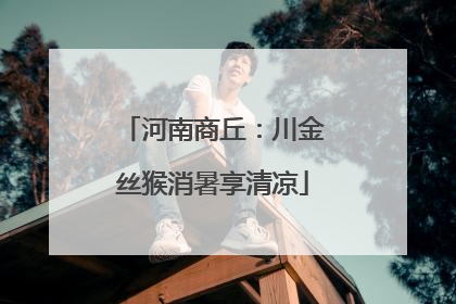 河南商丘：川金丝猴消暑享清凉