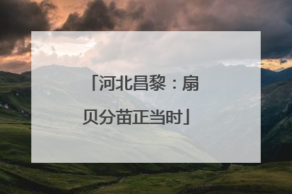 河北昌黎：扇贝分苗正当时
