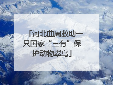 河北曲周救助一只国家“三有”保护动物翠鸟