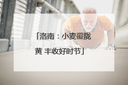 洛南：小麦覆陇黄 丰收好时节