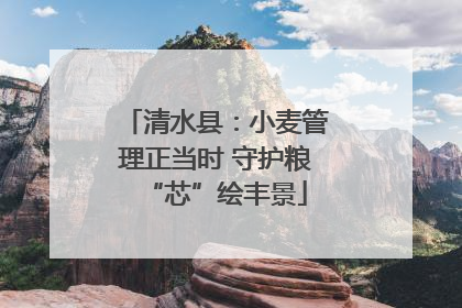 清水县：小麦管理正当时 守护粮“芯”绘丰景