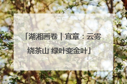 湖湘画卷｜宜章：云雾绕茶山 绿叶变金叶