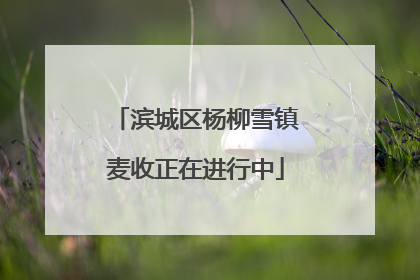 滨城区杨柳雪镇麦收正在进行中
