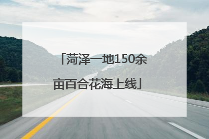 菏泽一地150余亩百合花海上线