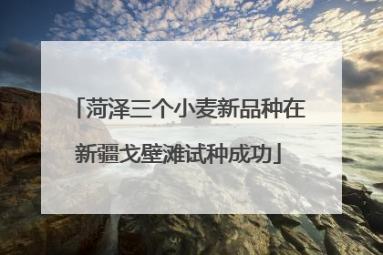 菏泽三个小麦新品种在新疆戈壁滩试种成功