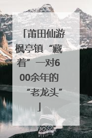 莆田仙游枫亭镇“藏着”一对600余年的“老龙头”