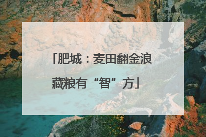 肥城：麦田翻金浪藏粮有“智”方