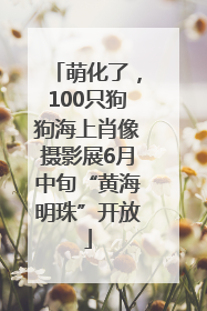 萌化了，100只狗狗海上肖像摄影展6月中旬“黄海明珠”开放