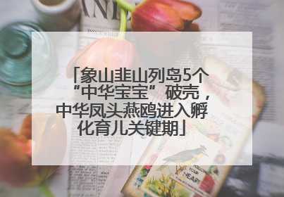 象山韭山列岛5个“中华宝宝”破壳，中华凤头燕鸥进入孵化育儿关键期