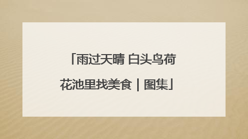 雨过天晴 白头鸟荷花池里找美食｜图集