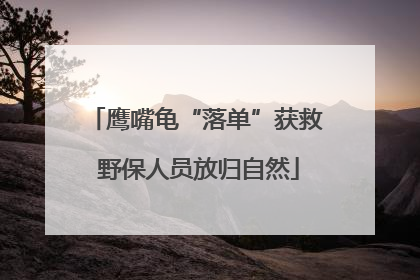 鹰嘴龟“落单”获救 野保人员放归自然