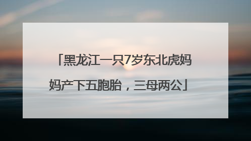 黑龙江一只7岁东北虎妈妈产下五胞胎，三母两公